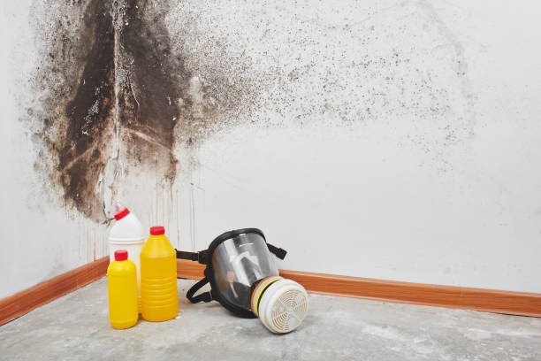 Best Industrial Mold Remediation in St Leon, IN
