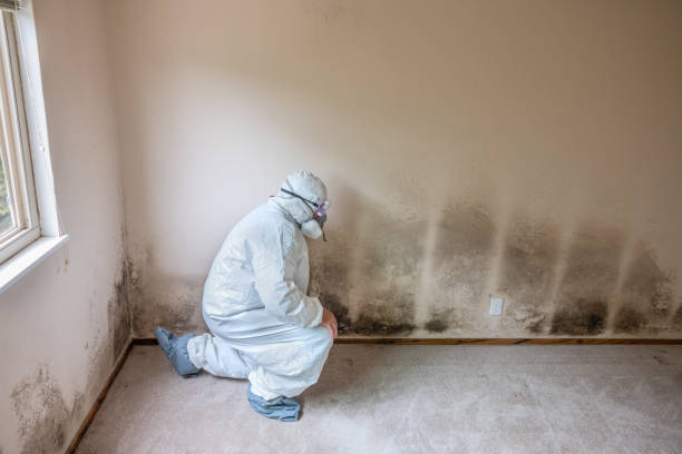 Best DIY Mold Remediation Support Services in St Leon, IN