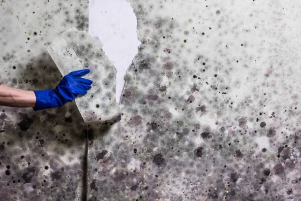 Best Bathroom Mold Remediation in St Leon, IN